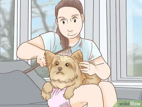 Image titled Groom a Yorkie Pomeranian Mix Step 1