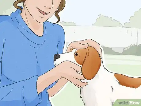 Image titled Identify a Parson Russell Terrier Step 12