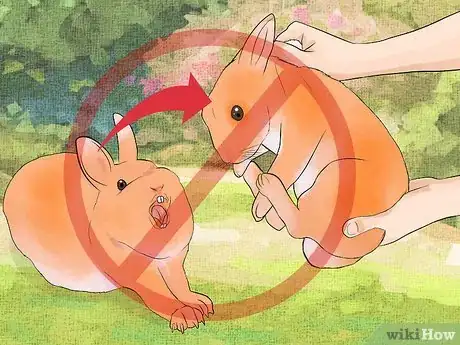 Image titled Care for Palomino Rabbits Step 16