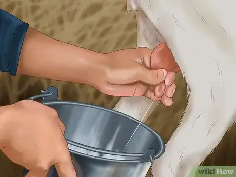 Image titled Milk a Goat by Hand Step 12