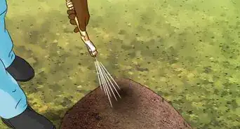 Get Rid of Ants in the Garden