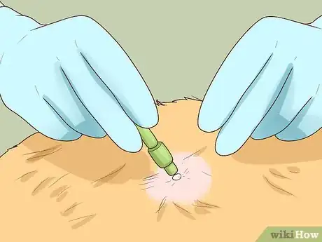 Image titled Handle Autoimmune Skin Disease in Cats Step 5