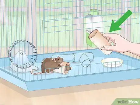Image titled Keep a Pair of Pet Rats Step 13