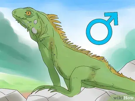 Image titled Buy an Iguana Step 11