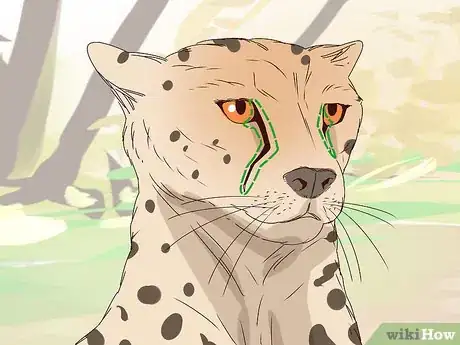 Image titled Tell a Cheetah and Leopard Apart Step 2