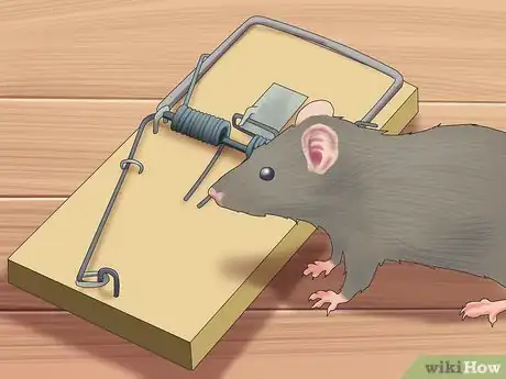 Image titled Trap Rats Step 12