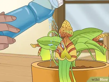 Image titled Care for Nepenthes (Tropical Pitcher Plants) Step 6
