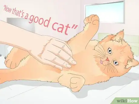 Image titled Stop a Cat from Licking Stuffed Animals and Blankets Step 6