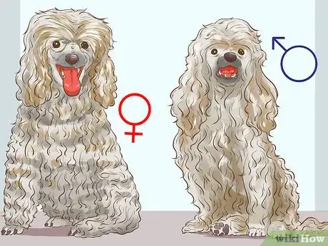 Image titled Get a Companion Dog for an Existing Dog Step 4