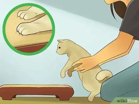 Image titled Catify Your Room Step 14