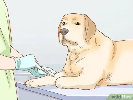 Image titled Treat Endocrine Disorders in Older Dogs Step 5