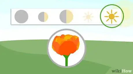 Image titled Plant a Sun Lover Step 1