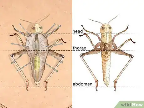 Image titled Dissect a Locust Step 9