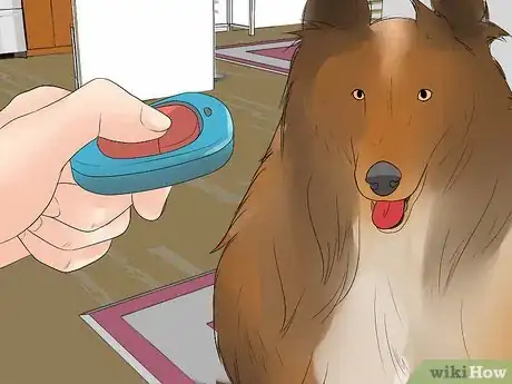 Image titled Care for Collies Step 16