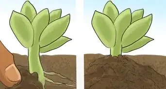 Propagate Succulents (Without Rooting Hormones)