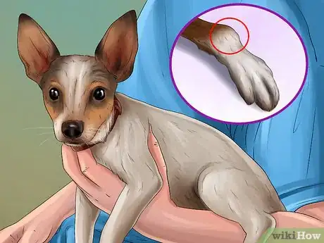 Image titled Treat a Dog with Osteosarcoma Step 1
