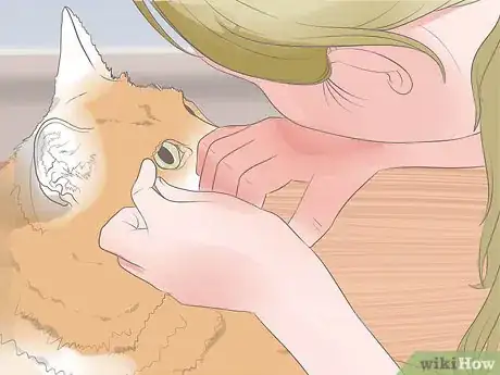 Image titled Diagnose Keratitis in Cats Step 7