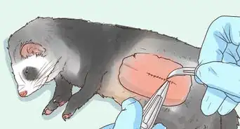 Get Your Ferret Spayed or Neutered