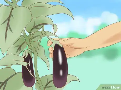 Image titled Harvest Eggplant Step 2