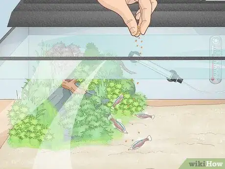 Image titled Prevent Algae Growth in a Freshwater Aquarium Step 5