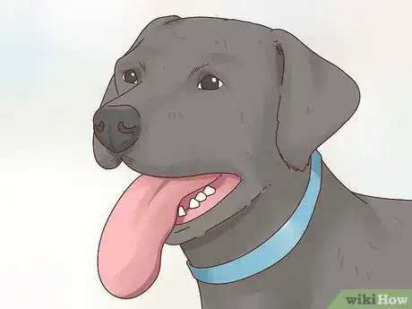 Image titled Recognize Signs of Anxiety in Dogs Step 11
