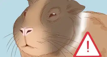 Help Your Guinea Pig Live a Long Life