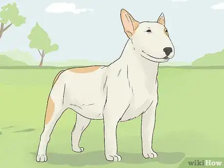 Image titled Identify a Bull Terrier Step 6