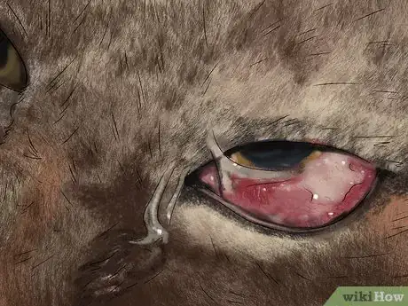 Image titled Diagnose and Treat Dry Eye in Cats Step 3