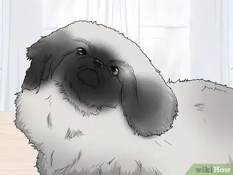 Image titled Identify a Pekingese Step 8