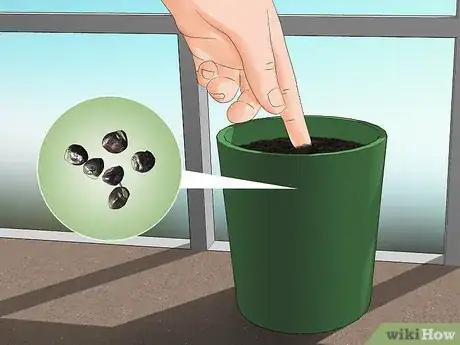 Image titled Grow Akebia Quinata Step 13