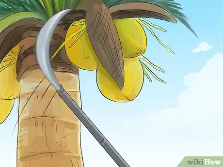 Image titled Harvest a Coconut Step 6