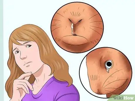 Image titled Care for Thrianta Rabbits Step 22