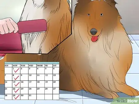 Image titled Care for Collies Step 13