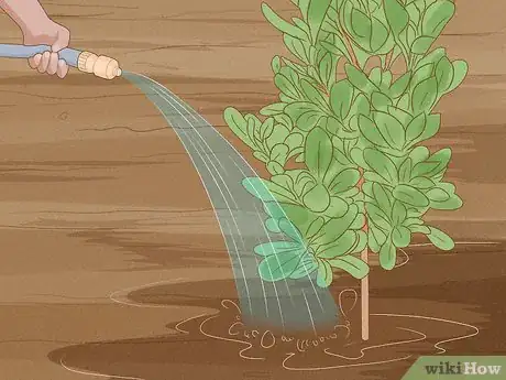 Image titled Grow Garcinia Cambogia Fruit Step 10