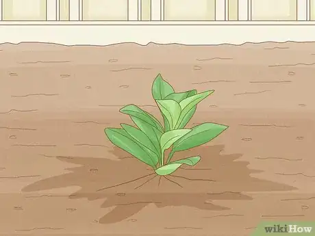 Image titled Grow Mandevillas Step 9