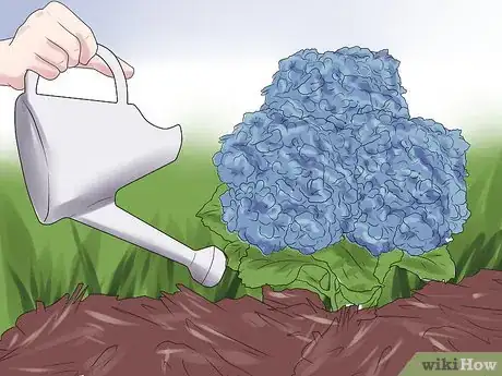 Image titled Mulch Hydrangeas Step 12