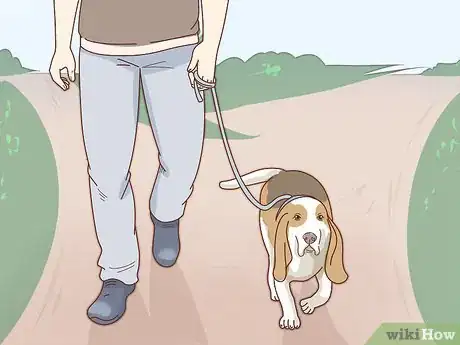 Image titled Care for Basset Hounds Step 1