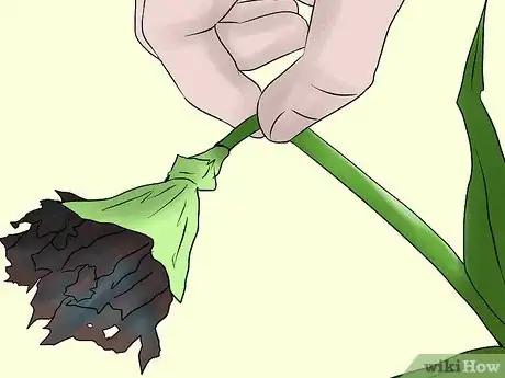 Image titled Help Carnations Make a Comeback Step 4