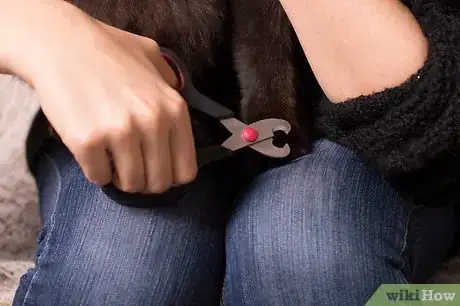 Image titled Care for Long Haired Cats Step 14