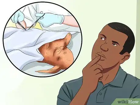 Image titled Care for Thrianta Rabbits Step 21