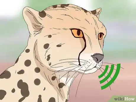 Image titled Tell a Cheetah and Leopard Apart Step 7