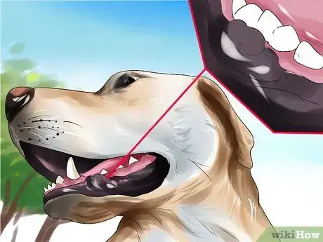 Image titled Detect Skin Cancer in Dogs Step 9