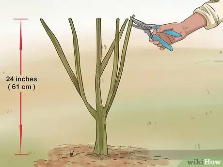 Image titled Prune Pomegranate Trees Step 4