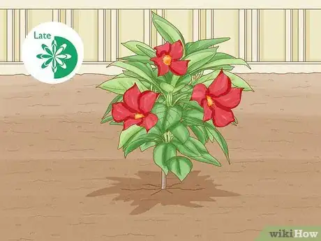 Image titled Grow Mandevillas Step 11
