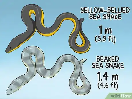 Image titled Identify Dangerous Marine Animals in Australian Waters Step 10