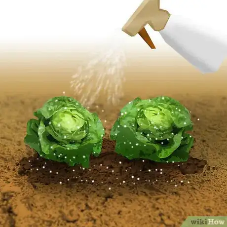 Image titled Grow Organic Lettuce Step 6