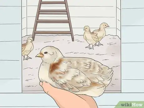 Image titled Raise Meat Chickens Step 19