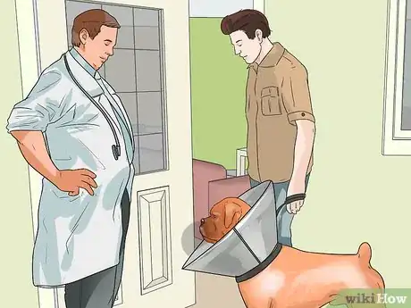 Image titled Treat Entropion in Boxers Step 11