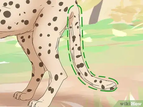 Image titled Tell a Cheetah and Leopard Apart Step 4