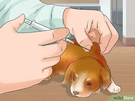 Image titled Breed Scottish Cocker Spaniels Step 17